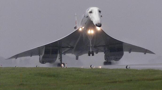 concorde with borzoi face