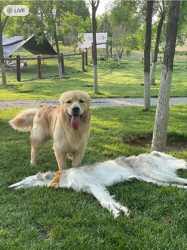 Golden Retriever stands over Borzoi flopped over