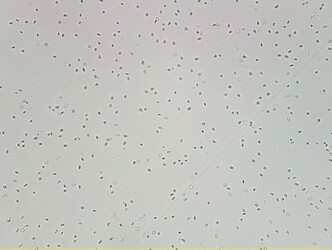 2021-04-19-infinite_plan_objective_4