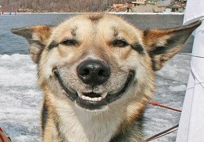 smiling happy dog