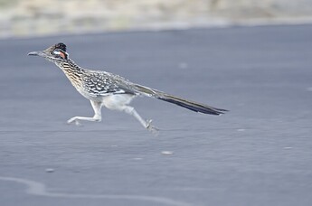 roadrunner-bird