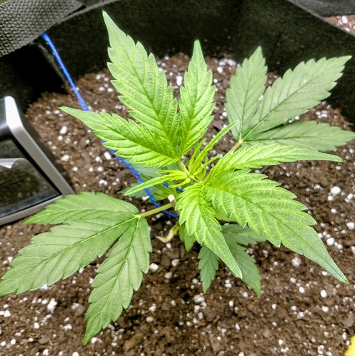 IMG_20190217_175817681_HDR