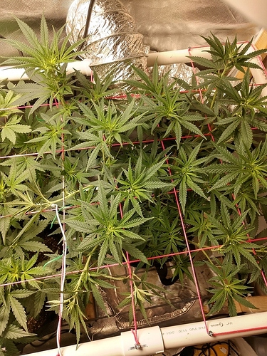 180bce2e4061c1336a2b2b549a00cb43be723151_2_750x1000