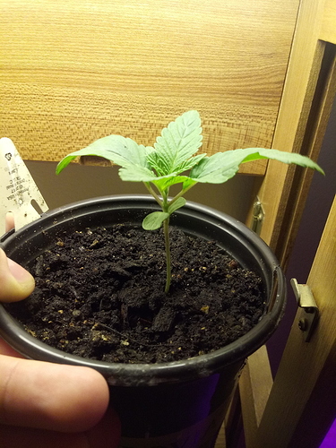 15432078511505732638209839725844