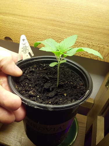 15432079421056751254281082566615