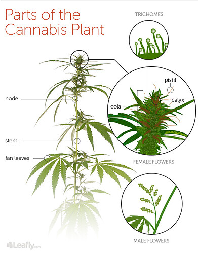 qLs6rSAiYRE6gmw1eLav2_cannabis-parts