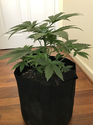 36_veg_3