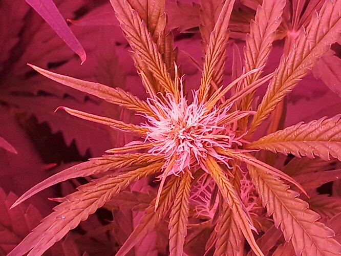 IMG_20181007_102817%5B1%5D