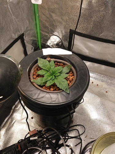 DWC%202