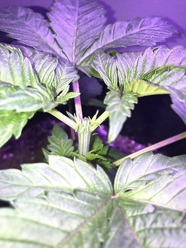 25_veg_2b_topped