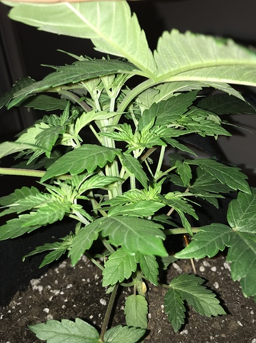 29_veg_2a