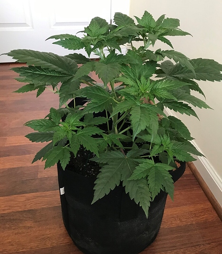 36_veg_2