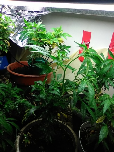 1542053216671673466170