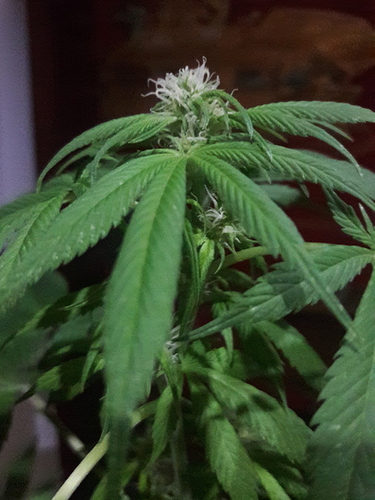 15058772644281913052758