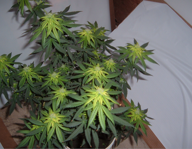 Screenshot_3