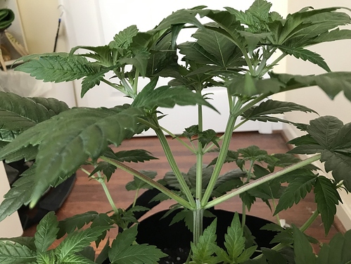 36_veg_2b