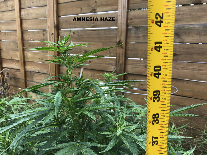 4%20AmHz