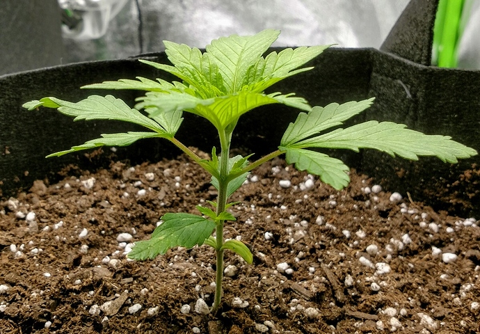 IMG_20190217_175903495_HDR