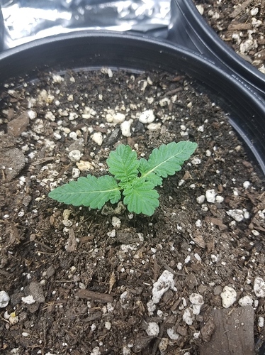 20171020_042444
