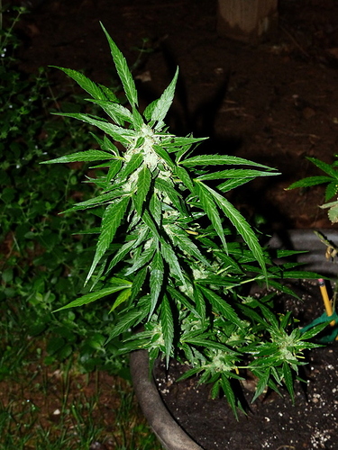 P1520146
