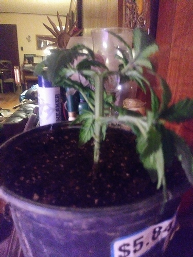 15241909679145338338