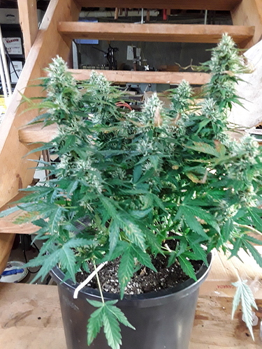 20191009_081953%20(1)