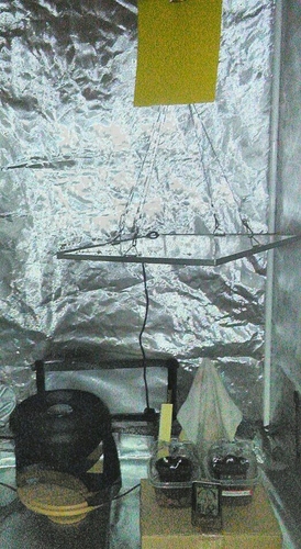 2nd%20grow_germ%20setup%20(2)