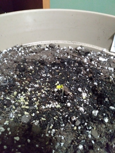 Grow%20Journal