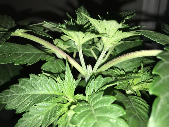 30_veg_2