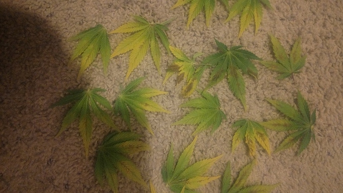 IMG_20190528_190031694