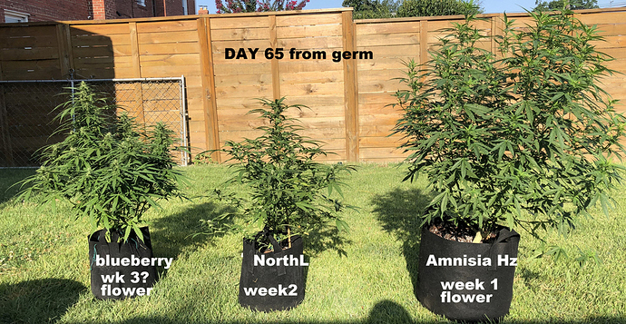 4%20Day65%20AFs
