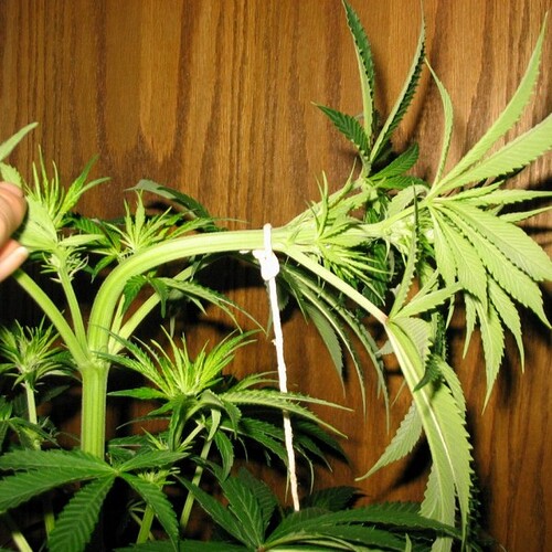 Pruning-and-Bending-Marijuana-600x600