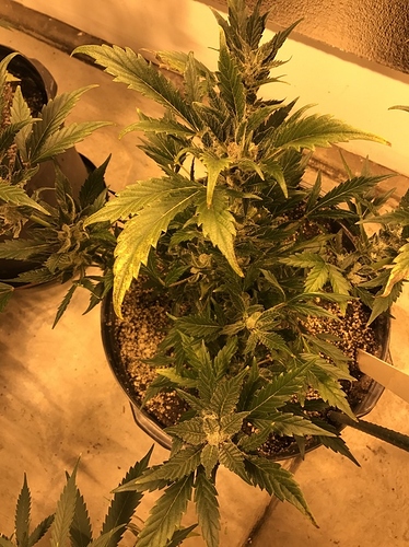 1520114421784-B7E59C82-E452-479D-A4AE-1823C1DB7489