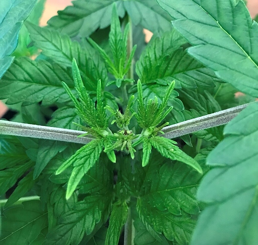 36_veg_3b