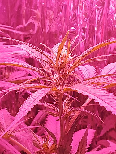 IMG_20181007_102655%5B1%5D