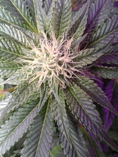 20181214_193331%5B1%5D