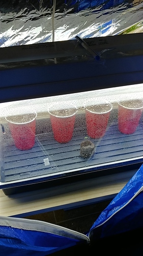 15622466693773780535593164927990