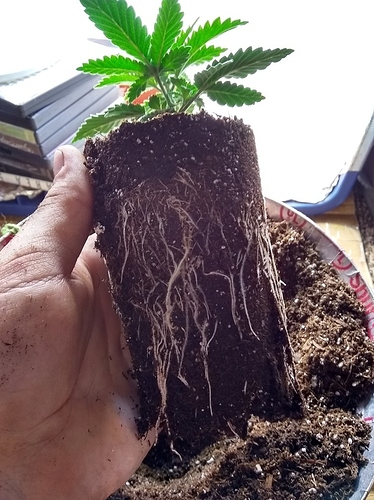 IMG_20180629_175144032_HDR