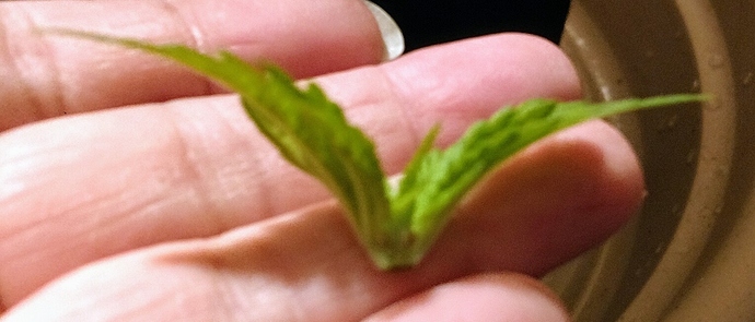 IMG_20190218_181635400