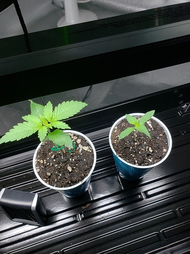 15583128699703886482916736906005