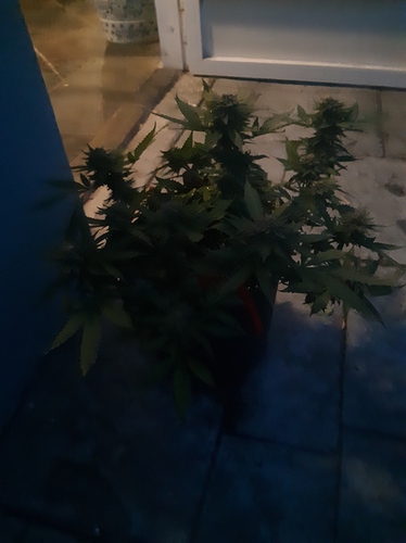 20190306_184711