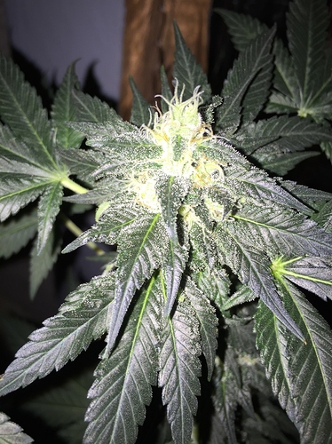 64974159-811C-427F-81D4-56AF585A3234