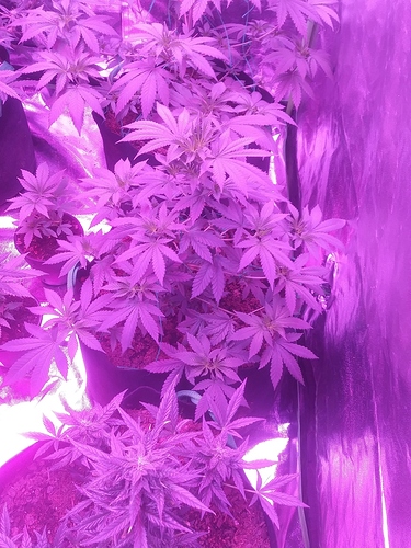 0415191732a