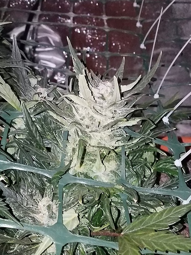 magnify_2017-10-30_07-31-25