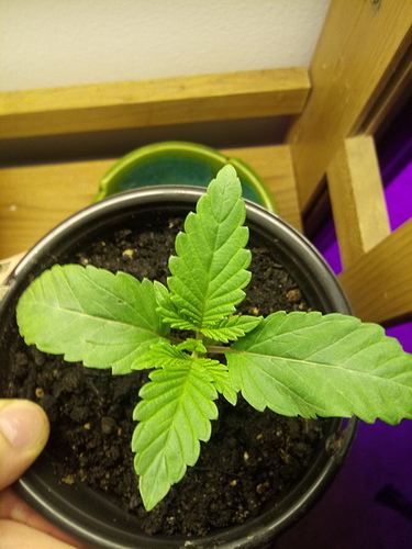 15432079034537578029108140859008