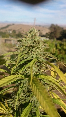 Pot3