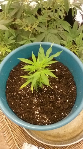 1559357164340-2082022734