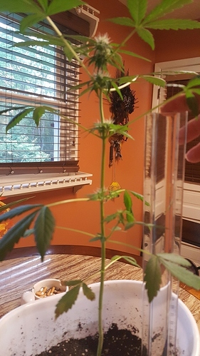 QtgmTpuyxSywjrlLNVJIXiuB6BtSAkF7ig