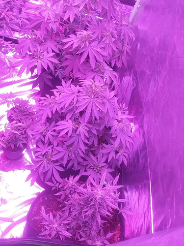 0420190917