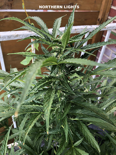 4%20Northern%20Lights